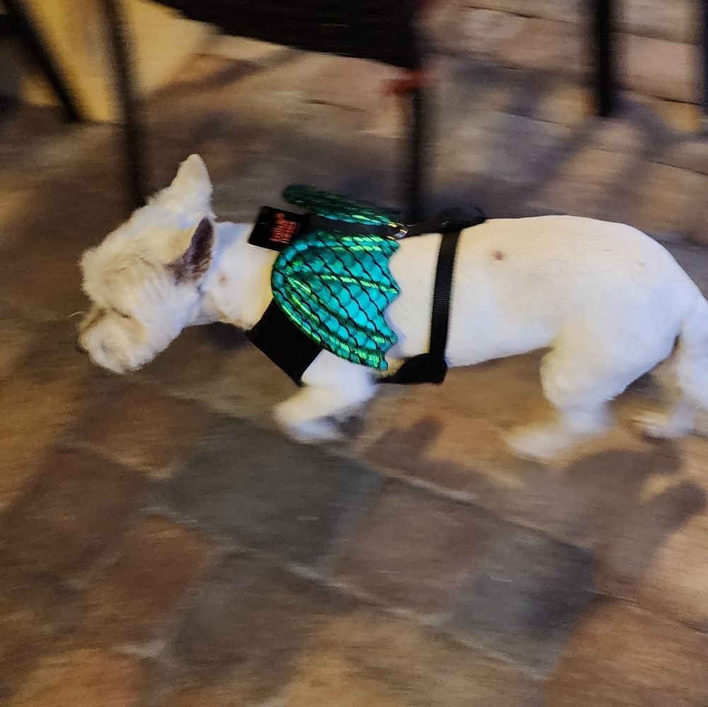 Pet Halloween costume Green Dragon Wings